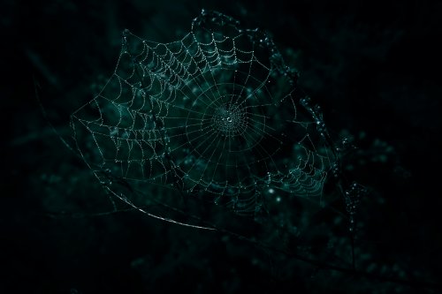 wyxina-tresse-psEIBanBUsA-unsplash
