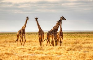 mariola-grobelska-eQdDUdi5qLk-unsplash